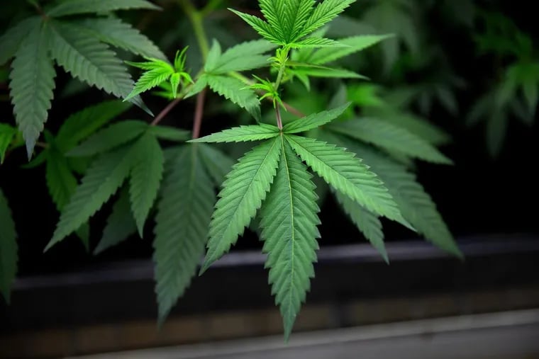 A congressional committee voted to end federal prohibitions on cannabis on Nov. 20, 2019. (Erin Hooley/Chicago Tribune/TNS)