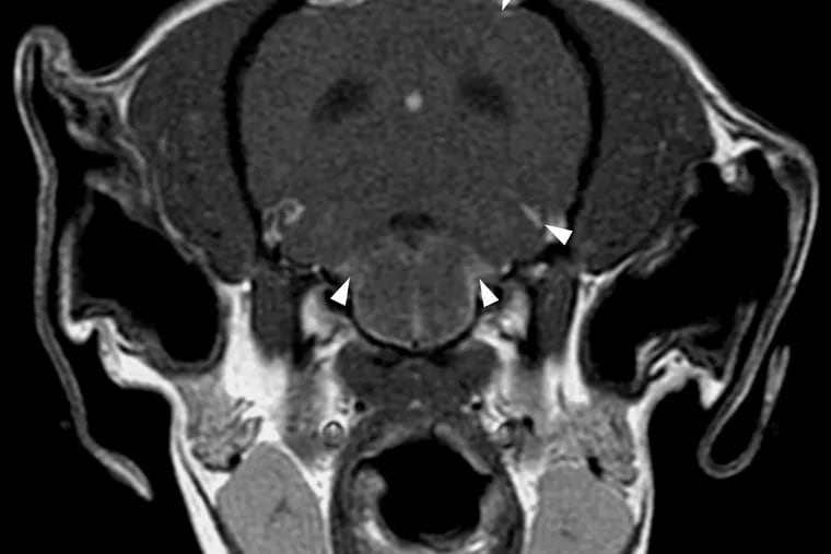 MRI of a dog with granulomatous meningoencephalomyelitis from researchers at Penn Vet. Canine brains affected by this disease have similar kinds of inflammation as brains from humans with multiple sclerosis.