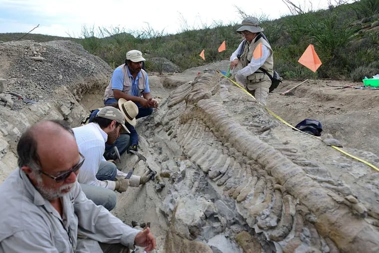 Investigators worked in July 2013 to uncover the tail of a dinosaur at a dig site near the town of General Cepeda in northern Mexico. The creature lived 72 million years ago. INAH