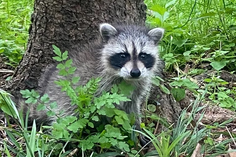 A non-rabid raccoon that had to be sent to rehab to relearn how to live in the wild.