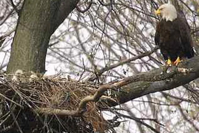 Two bald eagle chicks at the John Heinz National Wildlife Refuge in Tinicum mark a new chapter in the species' comeback. (Bill Buchanan)