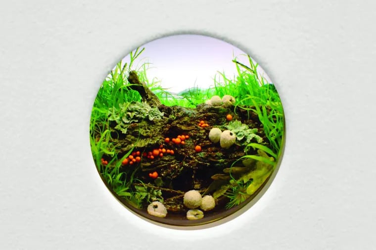Patrick Jacobs' White Puffballs with Orange Slime Mold and Lichen, a mixed media diorama viewed through 2 3/4” window, at the Brandywine River Museum's Natural Wonders exhibition. The West Collection, Oaks, PA.