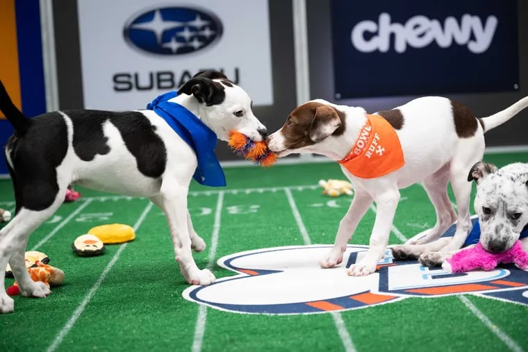 The Puppy Bowl returns for its 17th year, bringing a way to take your mind off the pandemic -- and pregame the Super Bowl -- with a four-legged game of â€œfootballâ€. Kicking off at 2 p.m. on discovery+ and Animal Planet, the event features 70 playful pooches, including six from the Philadelphia area.