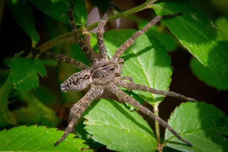 Photos of an Australian spider eating a possum went viral. In Philly,  spiders can also eat more than their weight.