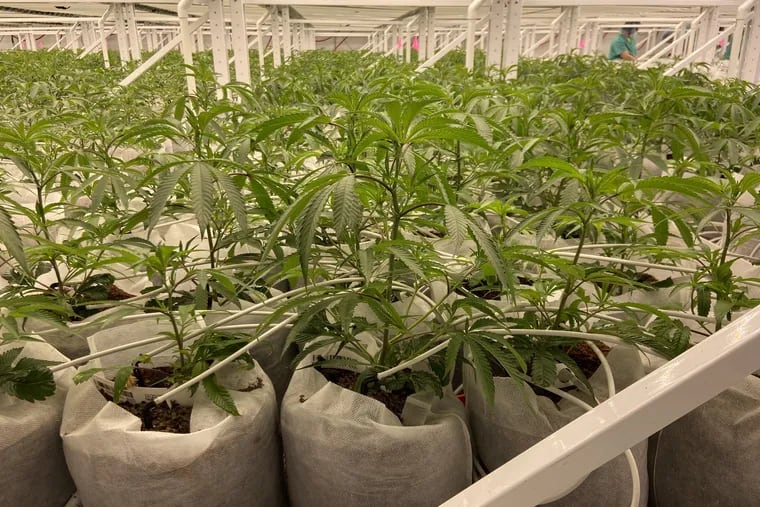 Curaleaf, one of ten companies in New Jersey growing and selling medical cannabis, says it expanded production in anticipation of recreational cannabis sales. Curaleaf has a cultivation facility in Winslow Township, Camden County, shown here.
