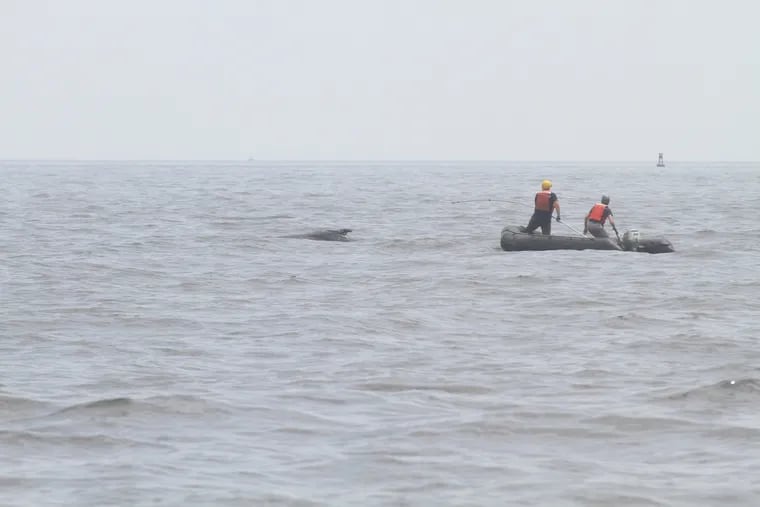 Members of a disentanglement team from the Center for Coastal Studied work to cut the that entangled  the humpback whale on Wednesday, July 11.