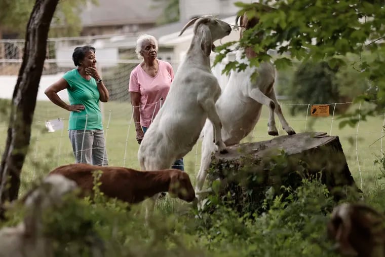 Faye Williams (left) and Alice Bradley watch goats from Amazing Grazing LLC. The herd, owned by Bruce Weber, was hired to eat invasive species at the municipally owned Sycamore Woods in Morton, Delaware County.