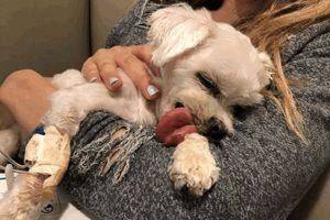 Doggie Style Pets groomed 12-year-old Maltese pups, and one died. Then came  the lawsuits.