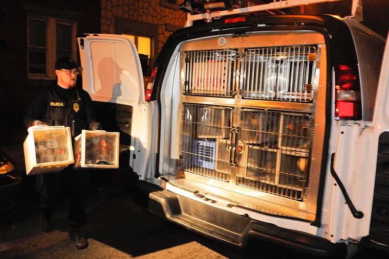 An officer with the Pennsylvania SPCA loads fighting cocks into a van in the 4000 block of North Fairhill Street while investigating a suspected cockfighting operation. (Ron Tarver / Staff Photographer )
