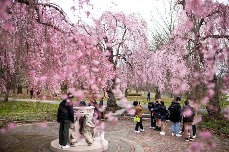 The fleeting cherry blossom season marks the start of spring throughout the Philadelphia region.