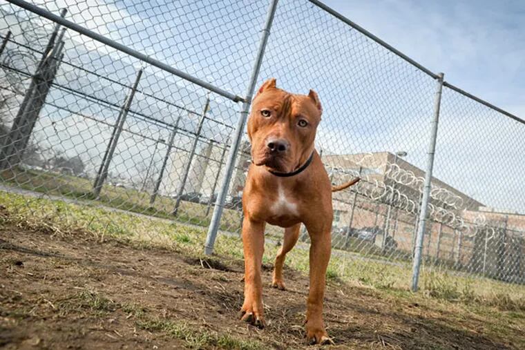 Ike, a fierce-looking 80-pound mix of mastiff and pit bull, stands in the prison yard. Headstrong and playful, he was difficult to train. (Ron Tarver / Staff Photographer)