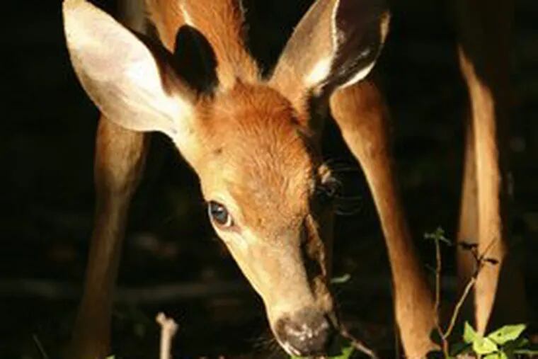 This white-tailed deer has 296 kin within East Goshen Township and 142 more on its borders.