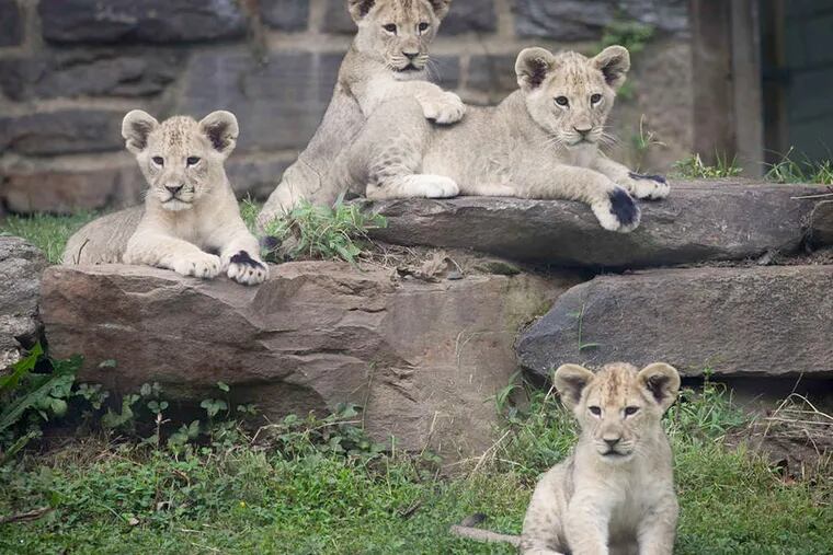 New mom Tajiri watches over her cubs - Mali, Kataba, Sabi and Msinga - which zoogoers will get to aww over today for the first time. Tajiri and baby daddy Makini mated for three days - we ain't lion!