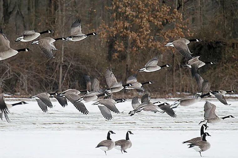 Canada geese take off at a Chesterfield farm. AKIRA SUWA / Staff Photographer