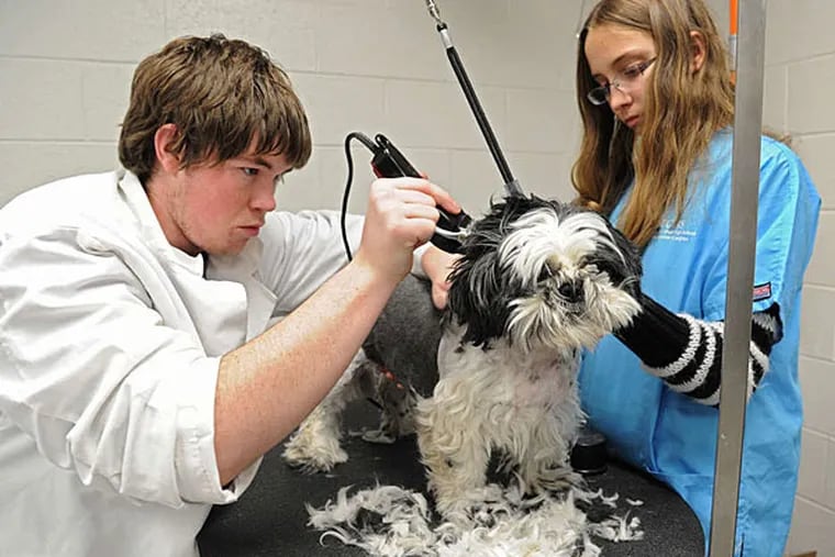 Downingtown West students Scott Persing, 18, and Courtney Draper, 16, practice their skills on Dwight the shih tzu at Technical College High.