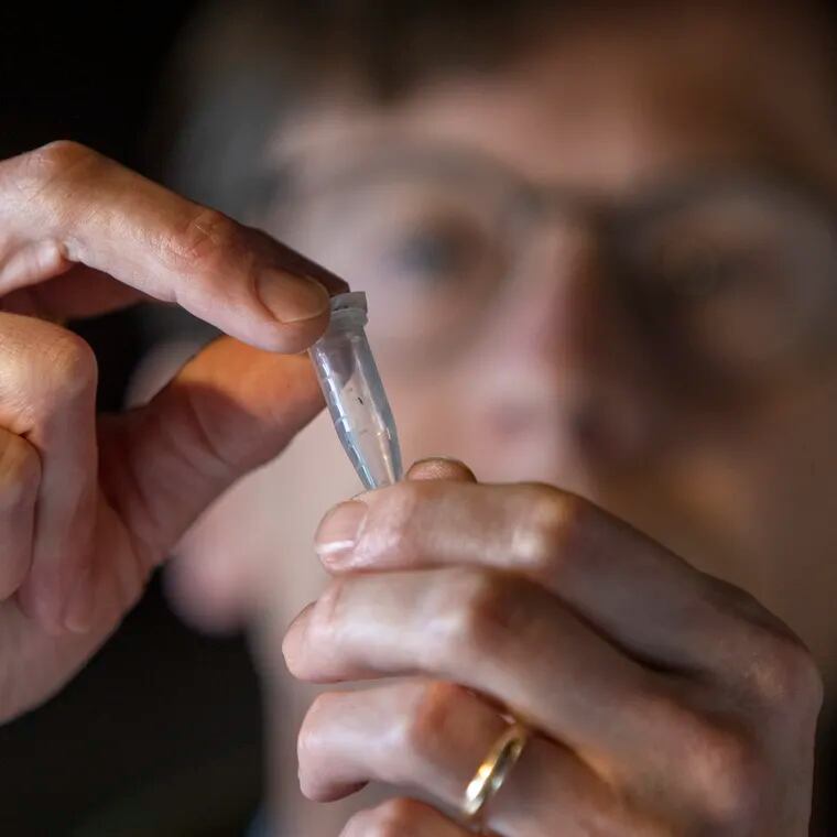 Colin Purrington, a retired Swarthmore College biology professor at his home in Swarthmore, holds a tube with a tiny wasp that he found in a dried fig from Trader Joe's.