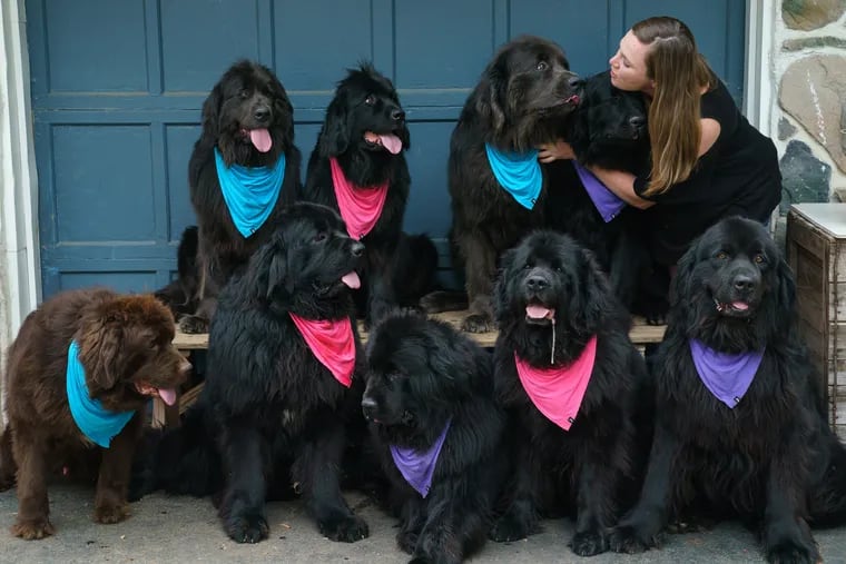 Mackenzie Makatche with her Newfoundlands. Left to Right starting with the top row clockwise: Belle, Skyy, Storm, Aisling, Oliver, Duncan, Coeli, Guinness, and Murphy, at their home in Glen Mills.