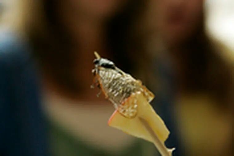 Cicada on a stick (with apple) was one of the delicacies served up in a program at the Academy of Natural Sciences. Proponents say bug-eating makes for a healthful diet.