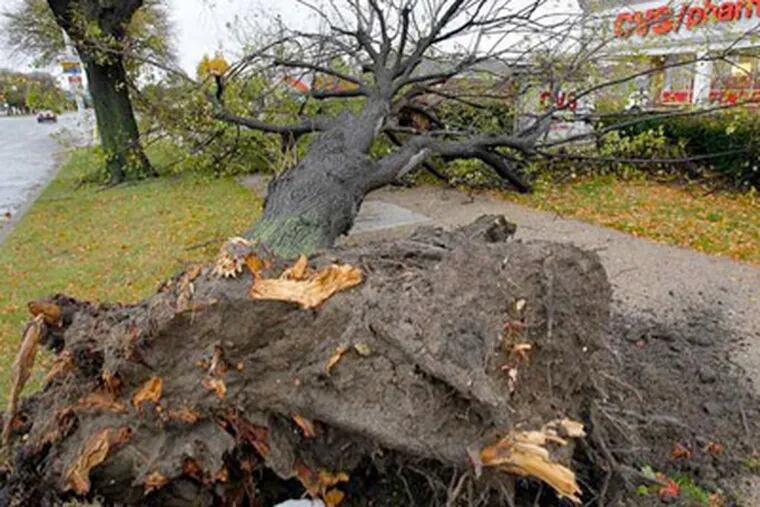 A fallen tree rests along South Broad Street at Hartranft Street in front of a CVS store on Tuesday morning. (ALEJANDRO A. ALVAREZ / Staff Photographer)