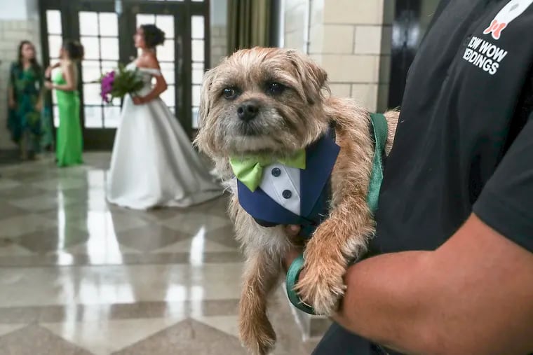 Mister Ewok, a border terrier, sits by Myles Ragin as the wedding party of Marisa Savic and Dave Song take photos before the ceremony at the Bok Building in South Philadelphia on Saturday, May 13, 2023. Ragin, who is from Philly, and business partner Don Valentine from Pittsburgh operate Bow Wow Wedding, where they tend to the dogs involved in a wedding party, including dressing them, getting them down the aisle and keeping them well-behaved throughout the day and night.