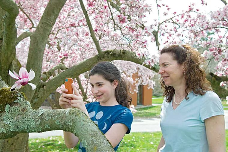 As her mother, Corby, watches, Aliza Jacobs, 12, of Ellicott City, Md., takes a close-up of a magnolia bloom at Swarthmore College, where they were on a college tour for her older brother. (Clem Murray / Staff Photographer)