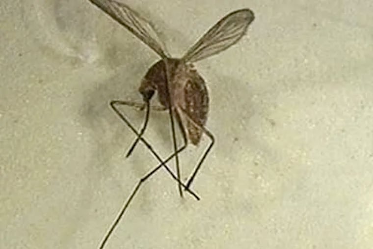 A culex mosquito (AP file photo)
