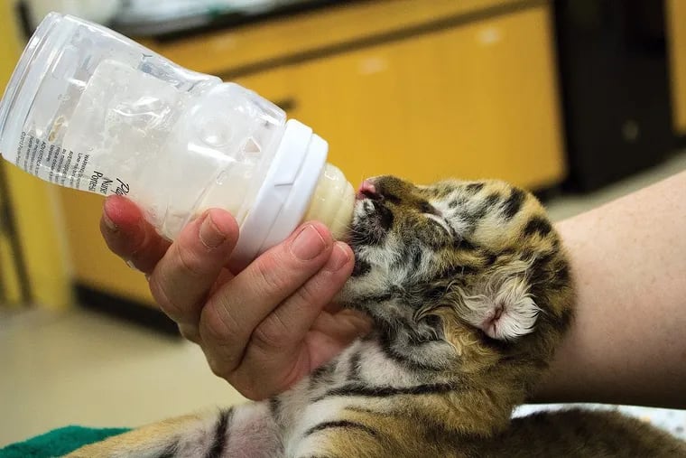 Zoya, an Amur tiger cub born at the Philadelphia Zoo on July 10.