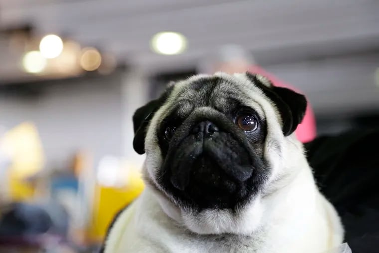 Biggie the pug poses for photos at the Westminster Kennel Club Dog Show, Monday, Feb. 11, 2019, in New York.