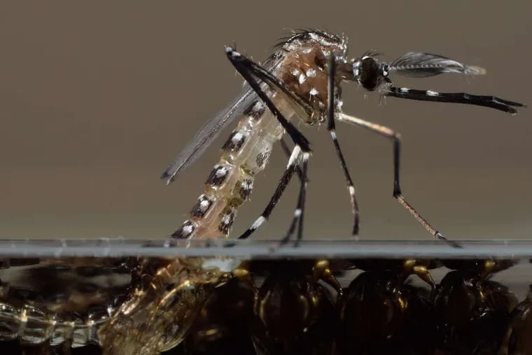 Genetically modified mosquitoes may be used to cure disease. DERRIC NIMMO / ASSOCIATED PRESS
