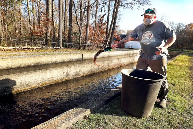 Ty Bartosh, Green-Walk Trout Hatchery owner, feed his trout in one of the 81 raceways.