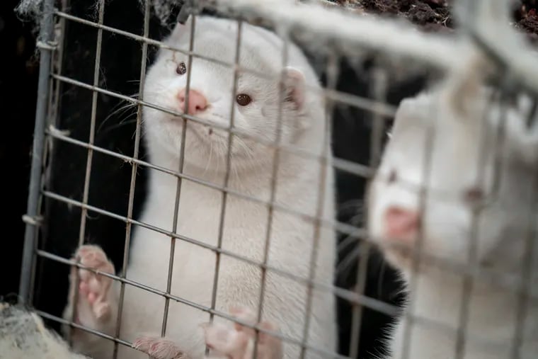 Thousands of minks have escaped from a Pennsylvania fur farm after holes were cut into the farm's fence over the weekend. Now, 6,000 to 8,000 minks are on the loose. In this file photo, mink look out from a pen on a farm near Naestved, Denmark.