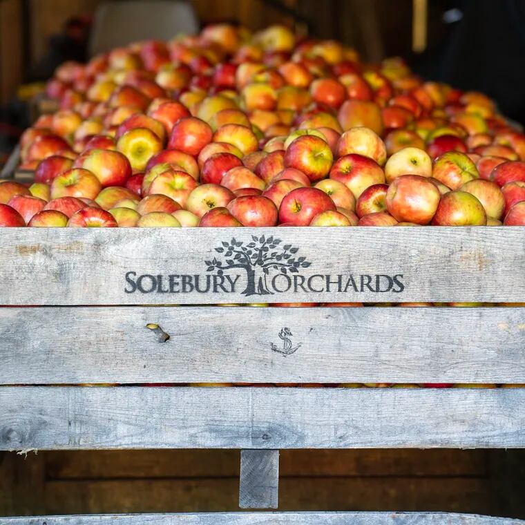 Solebury Orchards in New Hope is just one of many farms in the Philly area offering PYO apples.