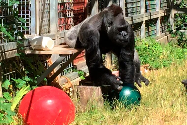 In this 2016 photo provided by the Cincinnati Zoo and Botanical Garden, the silverback gorilla Ndume picks up a toy at The Gorilla Foundation's preserve in California's Santa Cruz mountains. The zoo that's suing the conservatory for the return of the gorilla has asked a judge to rule in the zoo's favor without going to trial. Zoo officials claim Ndume has since lived in isolation to his detriment, while the foundation says a transfer would harm him and pose unnecessary risk. (Ron Evans/Cincinnati Zoo and Botanical Garden via AP)