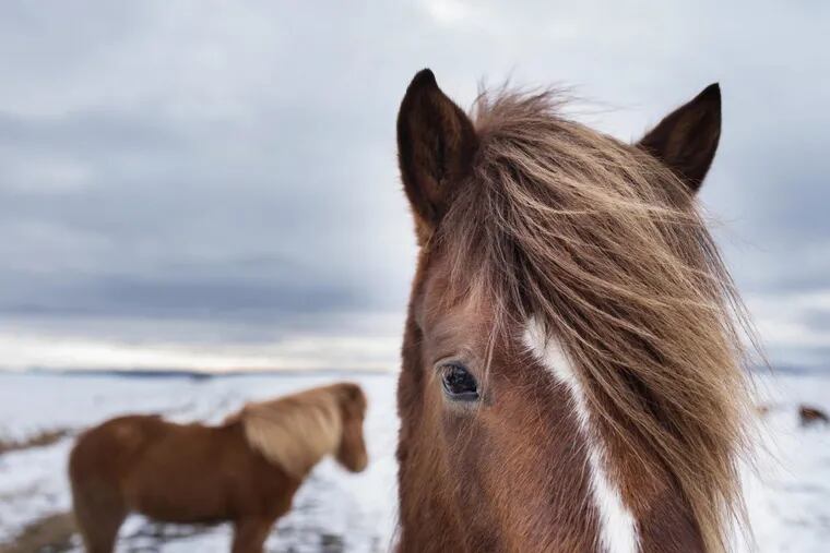 Icelandic horses are the size of ponies and have long-haired manes.
