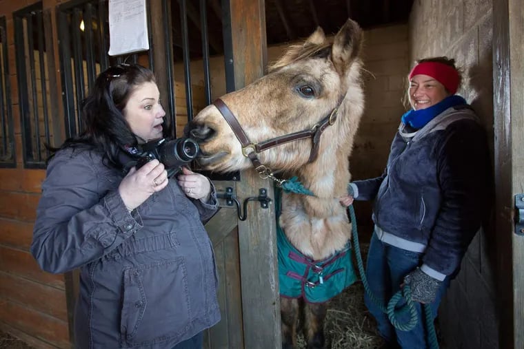 Beth Ann Bender, left, a volunteer photographer at Last Chance Ranch, and Stephanie Lorenz, the barn manager, tries to photograph Otto, a severely malnourished twenty-five year old quarter horse at the facility in Quakertown, Pa on Saturday, January 30, 2016.