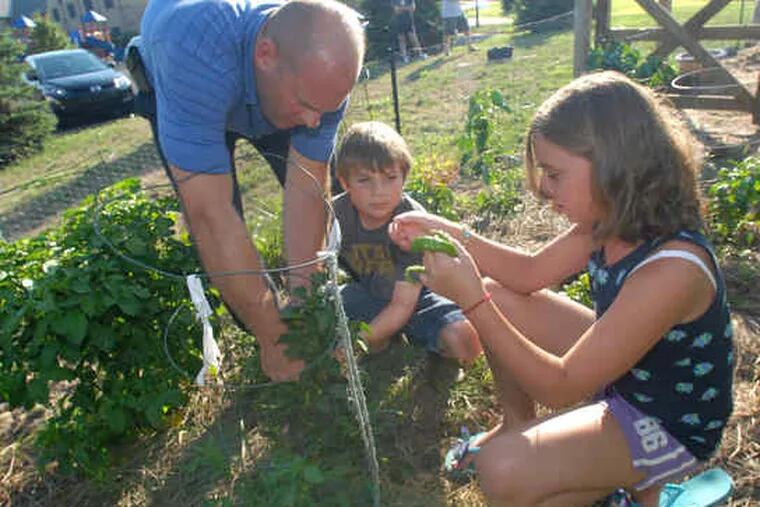 At Congregation Beth Or in Maple Glen, garden cofounder Mitch Diamond harvests produce with help from son Matthew, 8, and daughter Hannah, 10. At left, a congregant adds to a basket of just-picked vegetables. About 24 members of the congregation from ages 4 to 85 have worked on the garden, donating soil, building a fence and gate, tilling, and harvesting.