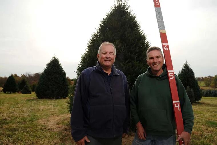Jay (left) and Glenn Bustard run Bustard's Christmas Trees in Lansdale. The brothers won a national contest in July, and are set to spruce up the White House's Blue Room.