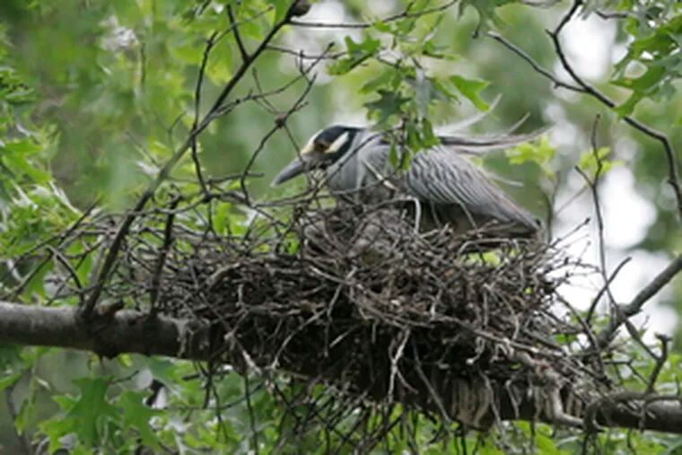 A night heron nests above a house&#0039;s front door in Absecon, N.J. &quot;You learn real quick where not to stand,&quot; a neighbor says.