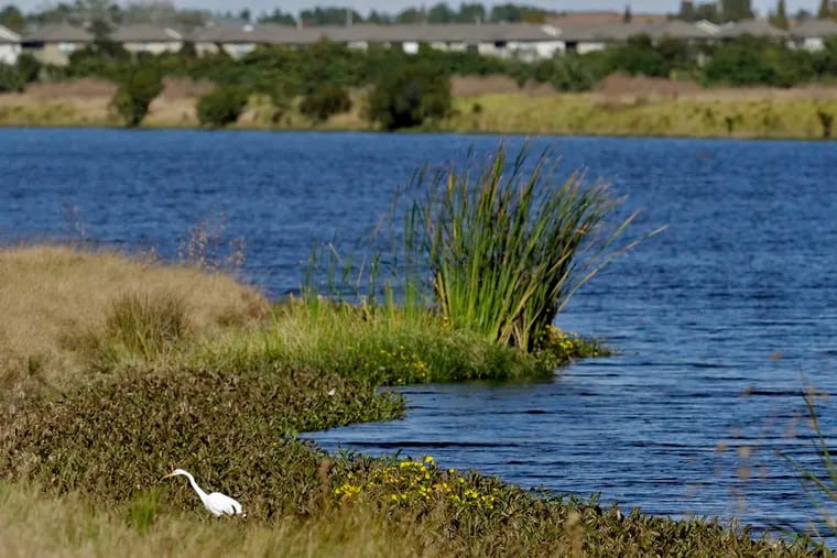 An egret looks for food along Valhalla Pond in Riverview, Fla. The Trump administration was expected to announce completion as soon as Thursday, Jan. 23, 2020, of one of its most momentous environmental rollbacks, removing federal protections for millions of miles of the country’s streams, arroyos and wetlands.