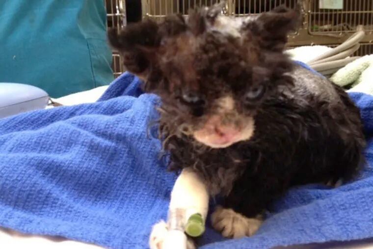 This kitten was deliberately set aflame in Kensington, the PSPCA says. (Photo: PSPCA)