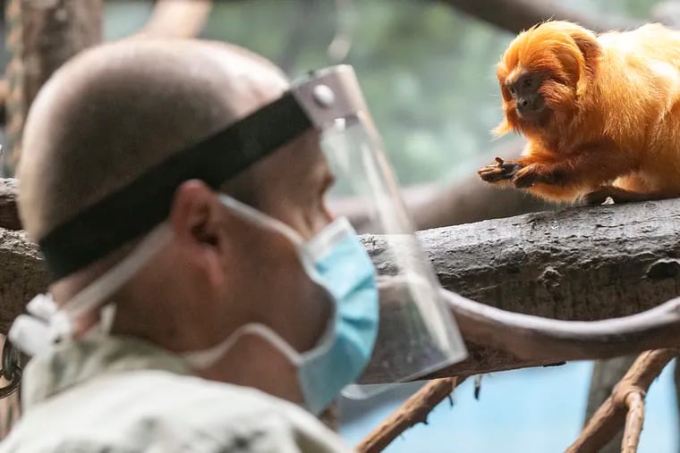 Chris Oberlin, a zookeeper, feeds Pelé, a golden lion tamarin monkey named after the Brazilian soccer legend, at the Philadelphia Zoo.