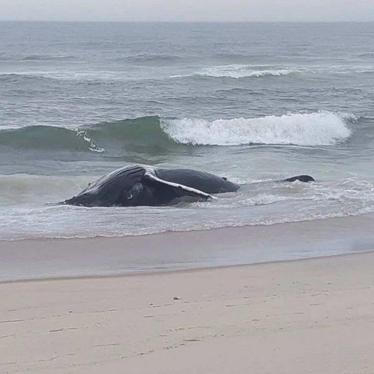 The Marine Mammal Stranding Center in Brigantine reported a dead 20- to 30-foot-long humpback whale had washed ashore on Thursday at 51st street in Long Beach Township, N.J.