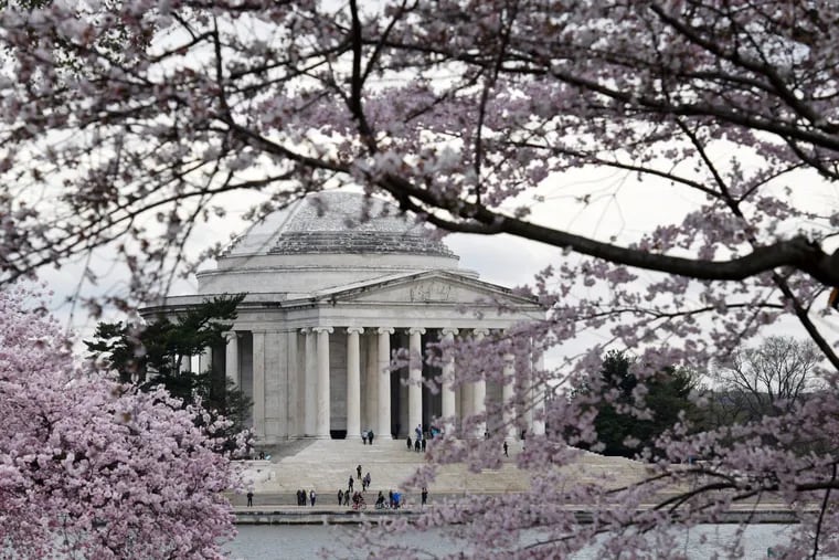 The Jefferson Memorial as seen through cherry blossoms last week in Washington. (Olivier Douliery/Abaca Press/TNS)