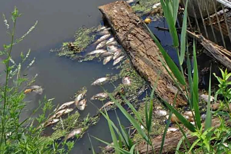 Some of the hundreds of dead carp in the lake in Runnemede on June 20, 2013.  ( APRIL SAUL / Staff )
