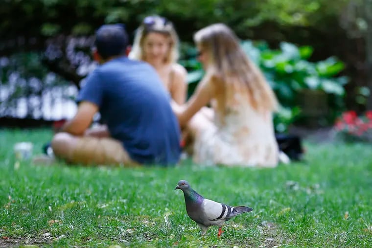 A pigeon walks on the grass in Rittenhouse Square Park on Monday, July 1, 2019.
