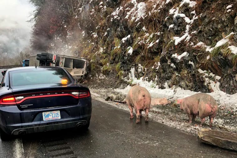 Pigs wander the shoulder of Interstate 40 near the state line with Tennessee in Haywood County, North Carolina, after a crash on Monday Dec. 10, 2018. The crash caused delays while local farmers helped authorities corral the pigs. (North Carolina Department of Transportation via AP)