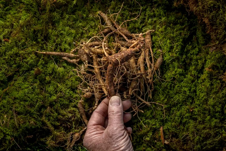 Harvester Derek Pritts with American ginseng. Ginseng gatherers are secretive about their locations.