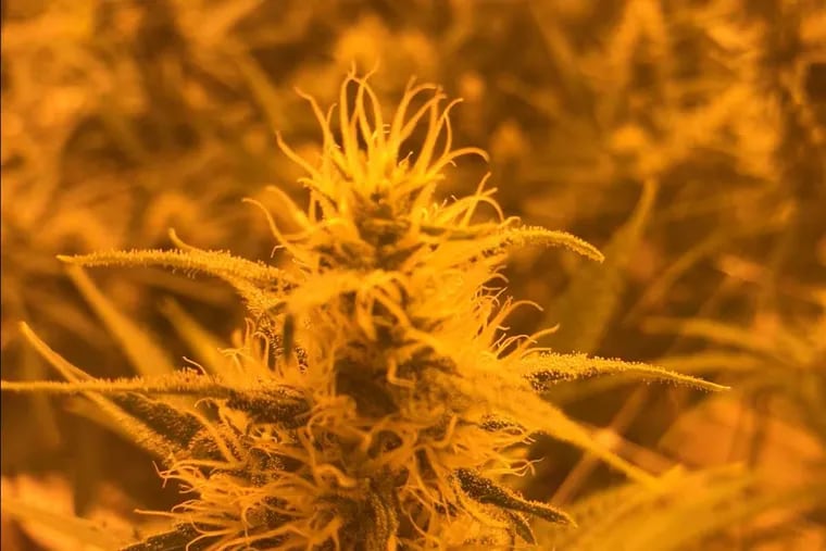 Marijuana grows in a warehouse facility at Garden State Dispensary in Woodbridge, N.J..