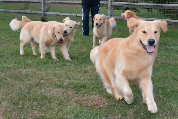 Nancy Lewine plays with with her champion golden retrievers: Tracker (front right) along with Skye, Sage, Zipadee and Tang at their home in Harleysville Pa. on Wednesday November 1, 2016.