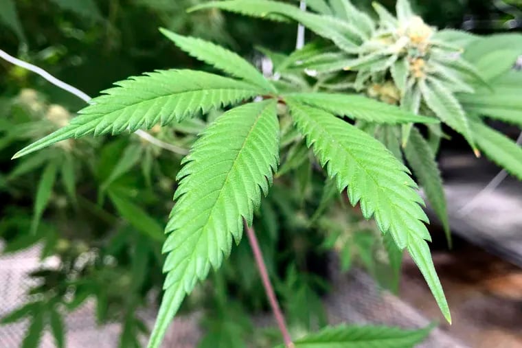 A marijuana plant growing in New Mexico. The Philadelphia Association of Black Journalists is holding their first CannAtlantic Conference on April 4 & 5 in West Philadelphia.